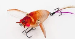 Chasebaits Ripple Cicada 1 3/4 Inch Wakebait Crawler 12 Chasebaits Ripple Cicada 1 3/4 Inch Wakebait Crawler -Rapala Store 32233146941529