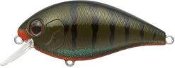 Evergreen International SH-3 Shallow Squarebill Crankbait -Rapala Store green 2Bpumpkin 2Bgill