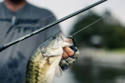 Temple Fork Outfitters Tactical Elite Bass Baitcasting Rods 17 Temple Fork Outfitters Tactical Elite Bass Baitcasting Rods -Rapala Store tfo tactical elite bass bottom banner lifestyle 5 1